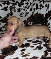 RUPERT , a male Dachshund and Miniature Dachshund for sale in Swink, OK – Photo 7 of 10