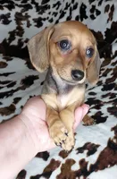 RUPERT , a male Dachshund and Miniature Dachshund for sale in Swink, OK – Photo 10 of 10