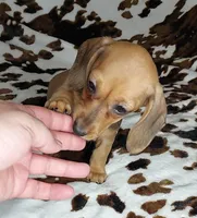 RUPERT , a male Dachshund and Miniature Dachshund for sale in Swink, OK – Photo 6 of 10
