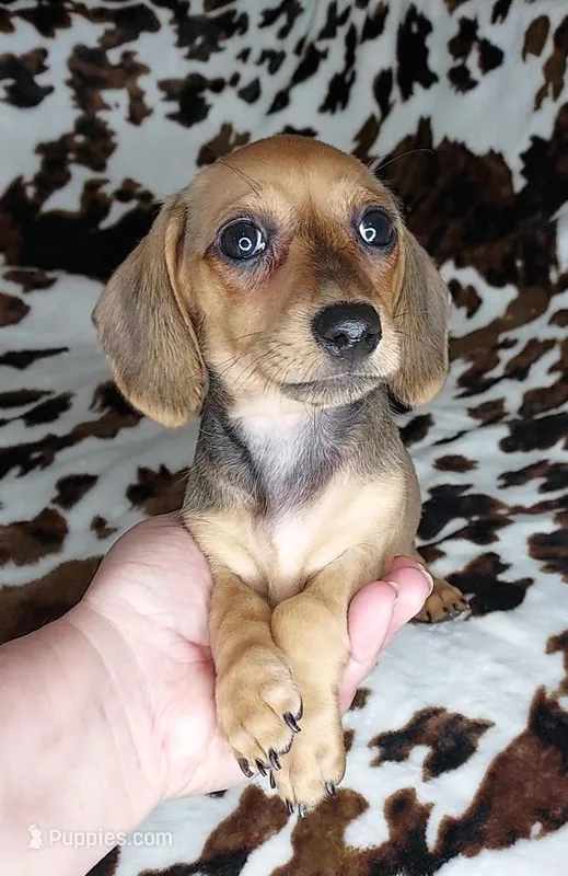 RUPERT  – Dachshund, Miniature Dachshund puppy for sale in Swink, OK