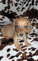 RUPERT , a male Dachshund and Miniature Dachshund for sale in Swink, OK – Photo 4 of 10
