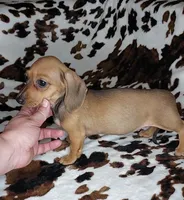 RUPERT , a male Dachshund and Miniature Dachshund for sale in Swink, OK – Photo 3 of 10