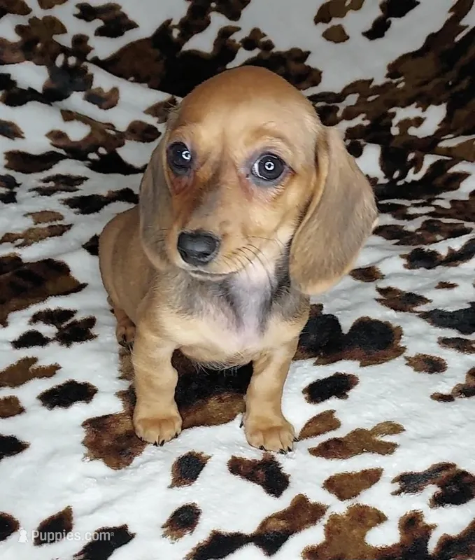 RUPERT  – Dachshund, Miniature Dachshund puppy for sale in Swink, OK