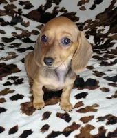RUPERT , a male Dachshund and Miniature Dachshund for sale in Swink, OK – Photo 1 of 10