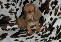 RUBY, a female Dachshund and Miniature Dachshund for sale in Swink, OK – Photo 3 of 10