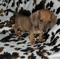 RUBY, a female Dachshund and Miniature Dachshund for sale in Swink, OK – Photo 2 of 10