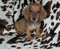 RUBY, a female Dachshund and Miniature Dachshund for sale in Swink, OK – Photo 5 of 10