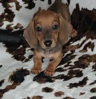 RUBY, a female Dachshund and Miniature Dachshund for sale in Swink, OK – Photo 9 of 10
