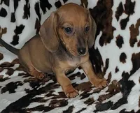 RUBY, a female Dachshund and Miniature Dachshund for sale in Swink, OK – Photo 7 of 10