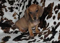 RUBY, a female Dachshund and Miniature Dachshund for sale in Swink, OK – Photo 6 of 10