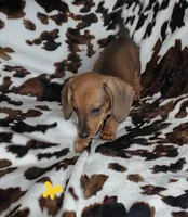 RUBY, a female Dachshund and Miniature Dachshund for sale in Swink, OK – Photo 10 of 10
