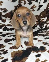 RUBY, a female Dachshund and Miniature Dachshund for sale in Swink, OK – Photo 1 of 10