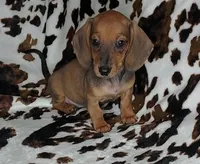 RUBY, a female Dachshund and Miniature Dachshund for sale in Swink, OK – Photo 4 of 10