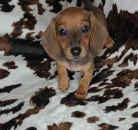 RUBY, a female Dachshund and Miniature Dachshund for sale in Swink, OK – Photo 8 of 10