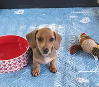 REBA , a female Dachshund and Miniature Dachshund for sale in Swink, OK – Photo 2 of 4
