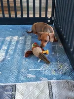 REBA , a female Dachshund and Miniature Dachshund for sale in Swink, OK – Photo 3 of 4