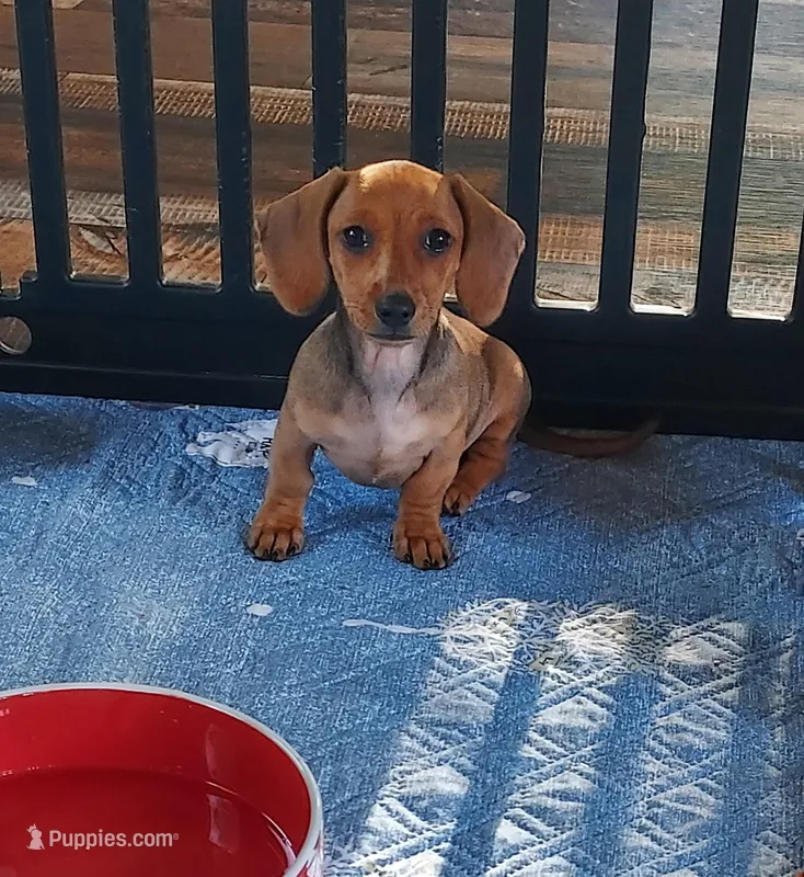 REBA  – Dachshund, Miniature Dachshund puppy for sale in Swink, OK