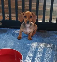 REBA , a female Dachshund and Miniature Dachshund for sale in Swink, OK – Photo 1 of 4