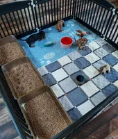 REBA , a female Dachshund and Miniature Dachshund for sale in Swink, OK – Photo 4 of 4