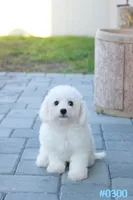 AKC Snowball, a male Bichon Frise for sale in Kissimmee, FL – 8 of 10