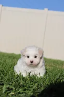 AKC Malibu , a male Maltese for sale in Saint Cloud, FL – Photo 5 of 6