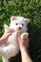 AKC Malibu , a male Maltese for sale in Saint Cloud, FL – Photo 6 of 6