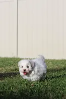 AKC Malibu , a male Maltese for sale in Saint Cloud, FL – Photo 2 of 6