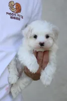 AKC Malibu , a male Maltese for sale in Saint Cloud, FL – Photo 3 of 6