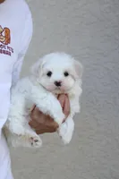 AKC Malibu , a male Maltese for sale in Saint Cloud, FL – Photo 1 of 6