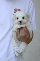 AKC Malibu , a male Maltese for sale in Saint Cloud, FL – Photo 4 of 6