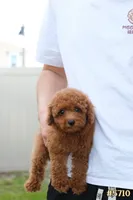 Lily , a female Poodle - Toy  for sale in Kissimmee, FL – 8 of 10
