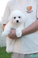 AKC snowflake , a male Bichon Frise for sale in Kissimmee, FL – 9 of 10