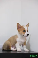 Mikey, a male Pembroke Welsh Corgi for sale in Kissimmee, FL – 6 of 8