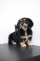 White toe girl , a female Miniature Dachshund for sale in Kissimmee, FL – 6 of 10