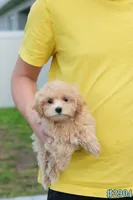 Miko, a male Maltipoo for sale in Kissimmee, FL – 10 of 10