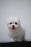 Bingo , a male Maltese for sale in Kissimmee, FL – 6 of 10