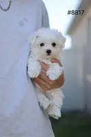 AKC Milly , a female Maltese for sale in Saint Cloud, FL – Photo 5 of 9