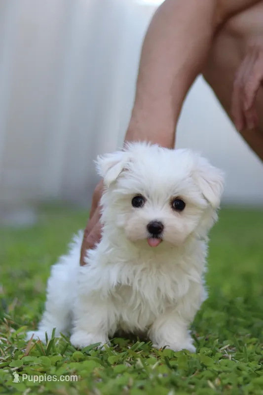 AKC Milly  – Maltese puppy for sale in Saint Cloud, FL