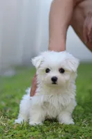 AKC Milly , a female Maltese for sale in Saint Cloud, FL – Photo 4 of 9