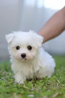 AKC Milly , a female Maltese for sale in Saint Cloud, FL – Photo 6 of 9