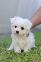 AKC Milly , a female Maltese for sale in Saint Cloud, FL – Photo 3 of 9