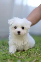 AKC Milly , a female Maltese for sale in Saint Cloud, FL – Photo 8 of 9