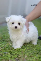 AKC Milly , a female Maltese for sale in Saint Cloud, FL – Photo 9 of 9
