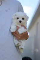 AKC Milly , a female Maltese for sale in Saint Cloud, FL – Photo 2 of 9