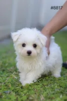 AKC Milly , a female Maltese for sale in Saint Cloud, FL – Photo 7 of 9