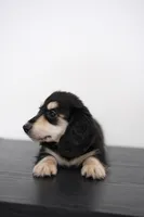AKC Lina , a female Miniature Dachshund for sale in Kissimmee, FL – 2 of 9