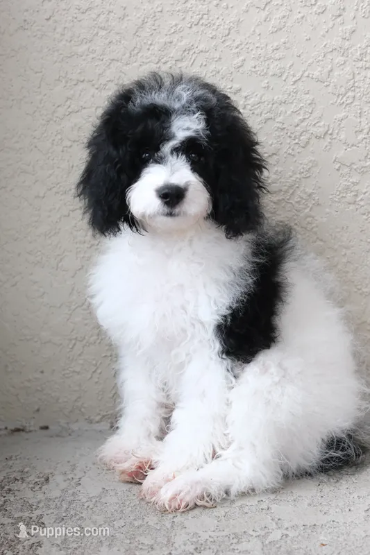 Rehome puppy  – Cockapoo puppy for sale in Kissimmee, FL