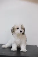 Rita , a female Coton de Tulear for sale in Kissimmee, FL – 3 of 7