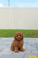 Lucy , a female Poodle - Toy  for sale in Kissimmee, FL – 8 of 9