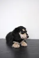 AKC Lina , a female Miniature Dachshund for sale in Kissimmee, FL – 4 of 9